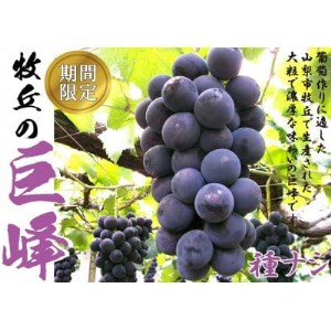 9月より順次発送巨峰の丘巨峰のプロがお届けする巨峰(種なし)2房(1kg以上)【配送不可地域：離島】【1362911】