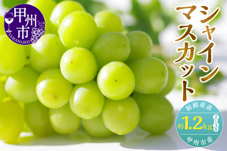 新鮮産直甲州市！シャインマスカット 約1.2kg 2～3房【2025年発送】（KSF）B12-170 【シャインマスカット 葡萄 ぶどう ブドウ 令和7年発送 期間限定 山梨県産 甲州市 フルーツ 果物】