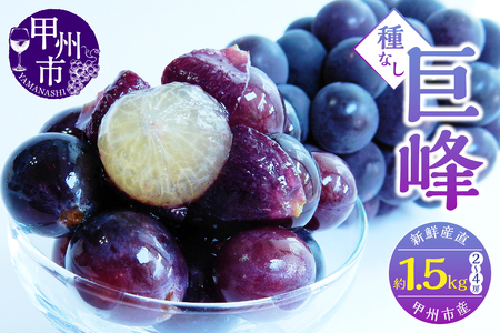 新鮮産直甲州市！種なし巨峰 約1.5kg 2～4房【2025年発送】（KSF）B12-461 【巨峰 葡萄 ぶどう ブドウ 令和7年発送 期間限定 山梨県産 甲州市 フルーツ 果物】